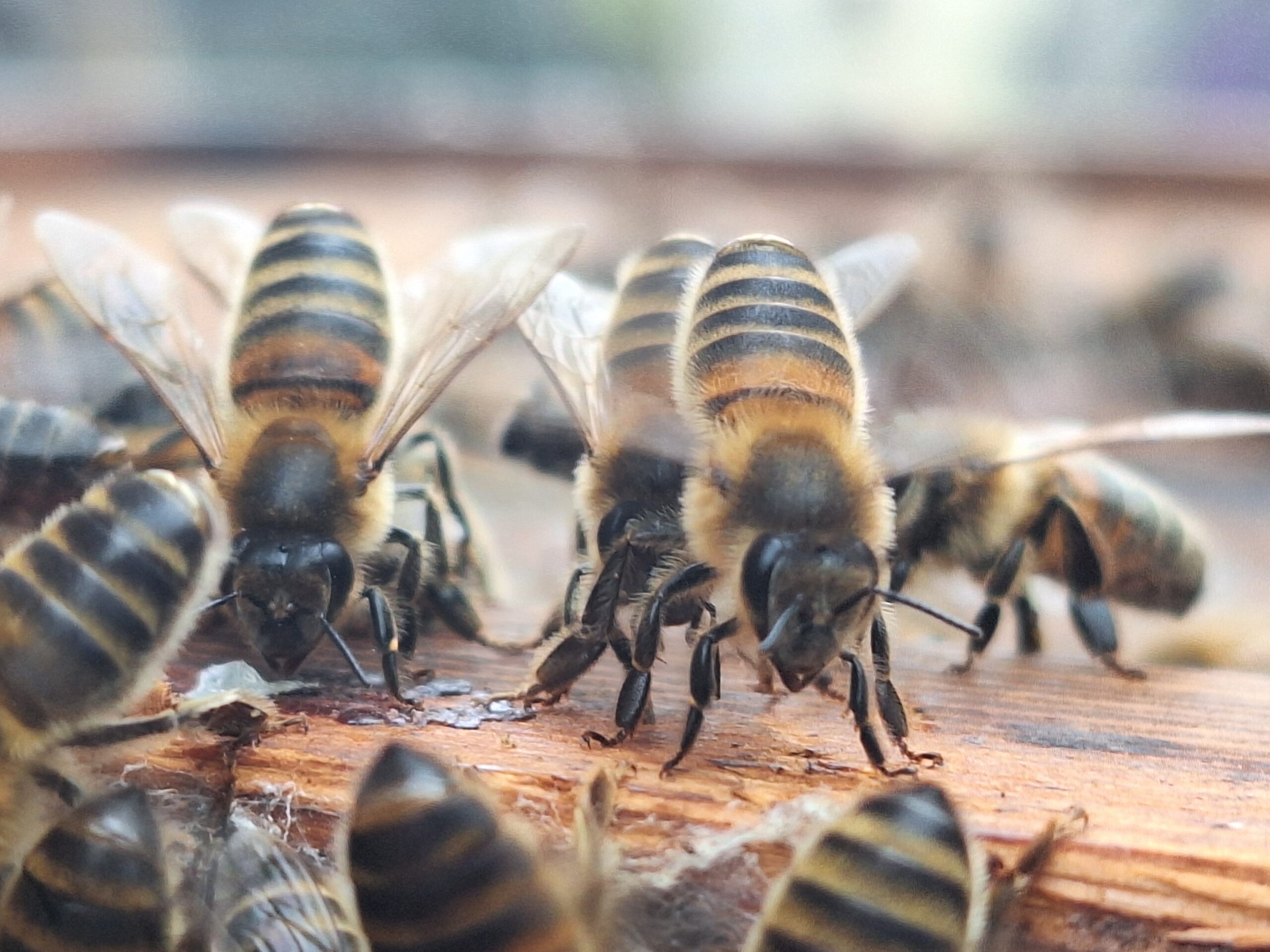 Miel, bonbon miel, teinture mère de propolis, 