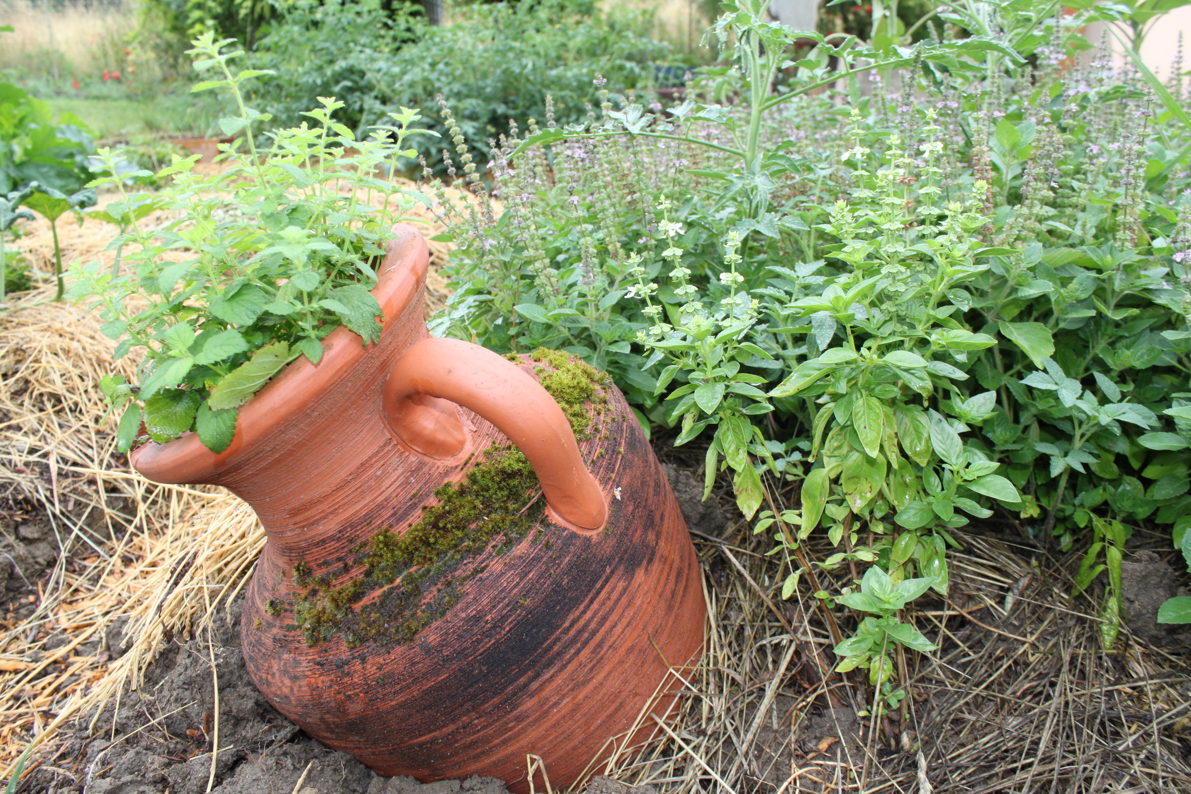 Plante aromatique et médicinal, tisane, hydrolat